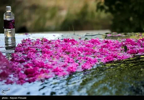 تصویر 1 از قیمت عرق گلاب خالص + پخش تولیدی عمده کارخانه